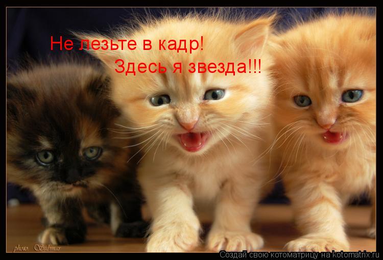 Не лезьте в кадр! Здесь я звезда!!!... Котоматрица: Не лезьте в кадр! Здесь я звезда!!!