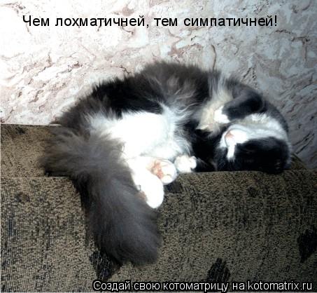 Чем лохматичней, Чем лохматичней, тем симпатичней!... Котоматрица: Чем лохматичней, Чем лохматичней, тем симпатичней!