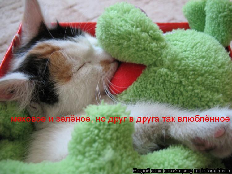 меховое и зелёное, но друг в друга так влюблённое... Котоматрица: меховое и зелёное, но друг в друга так влюблённое
