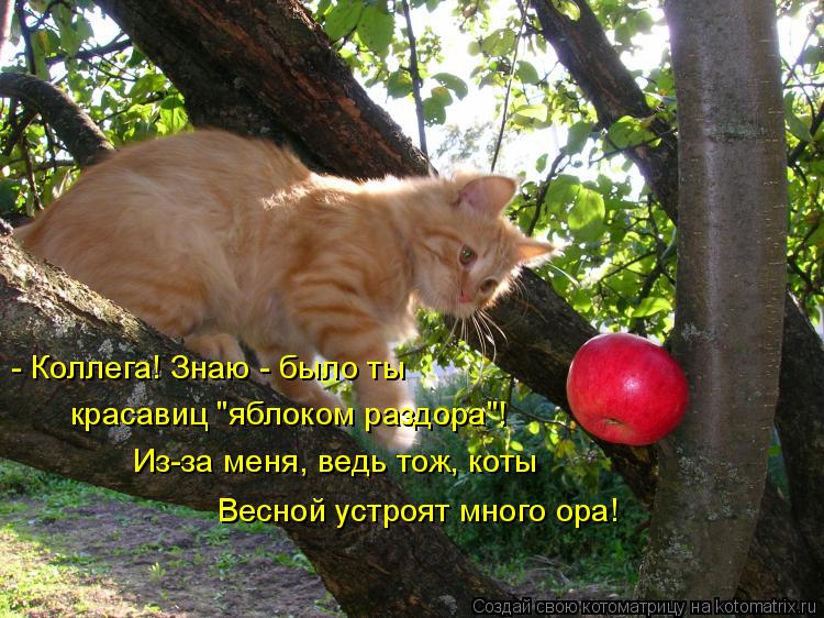 - Коллега! Знаю - было ты красавиц "яблоком раздора"! Из-за меня, ведь тож, коты Весной устроят много... Котоматрица: - Коллега! Знаю - было ты красавиц "яблоком раздора"! Из-за меня, ведь тож, коты Весной устроят много ора!