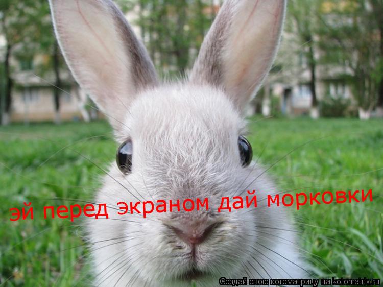 эй перед экраном дай морковки... Котоматрица: эй перед экраном дай морковки