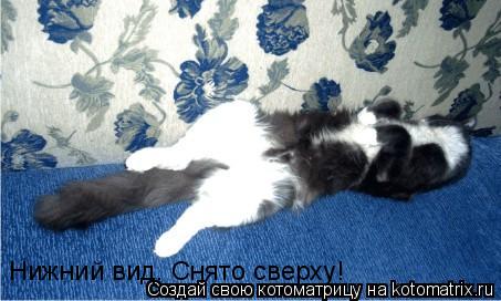 Нижний вид. Снято сверху!... Котоматрица: Нижний вид. Снято сверху!