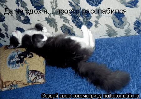 Да не сдох я... просто расслабился... Котоматрица: Да не сдох я... просто расслабился