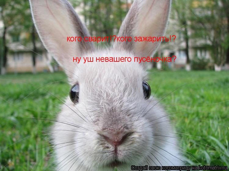 кого сварит!?кого зажарить!? ну уш невашего пусёночка?... Котоматрица: кого сварит!?кого зажарить!? ну уш невашего пусёночка?