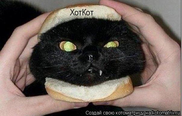 ХотКот... Котоматрица: ХотКот