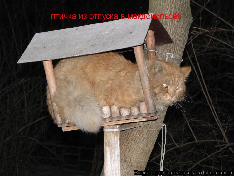 птичка из отпуска в макдонольсе!... Котоматрица: птичка из отпуска в макдонольсе!
