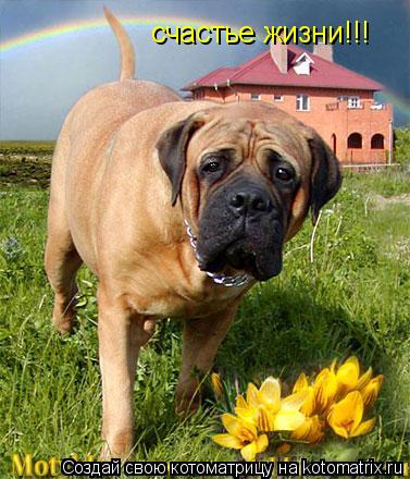 счастье жизни!!!... Котоматрица: счастье жизни!!!
