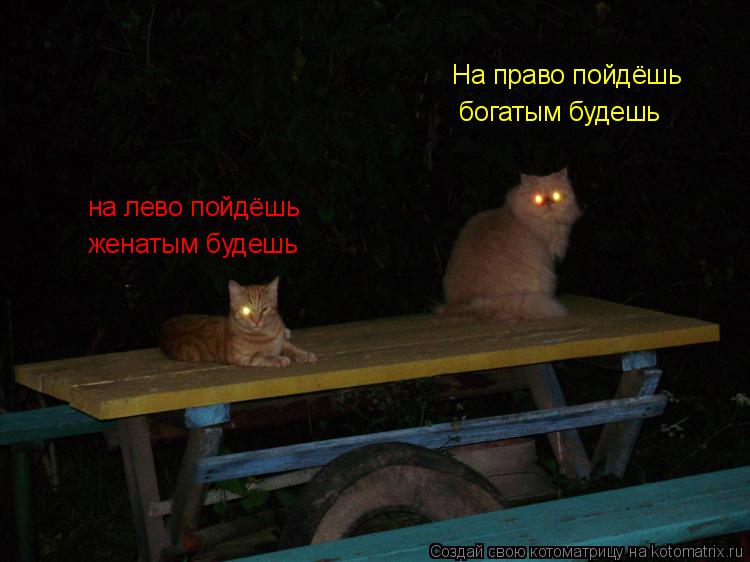 На право пойдёшь богатым будешь на лево пойдёшь женатым будешь... Котоматрица: На право пойдёшь богатым будешь на лево пойдёшь женатым будешь