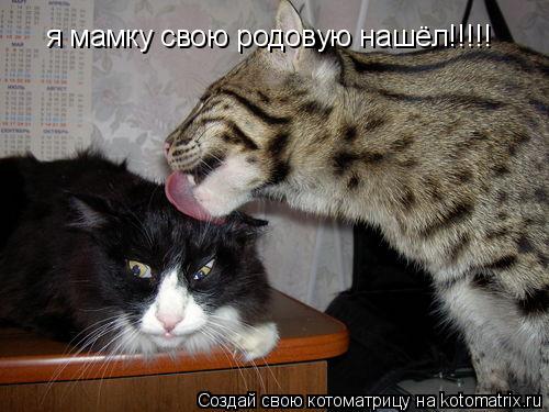 Котоматрица: я мамку свою родовую нашёл!!!!!