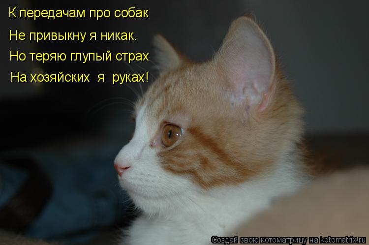 К передачам про собак Не привыкну я никак. Но теряю глупый страх На хозяйских я руках!... Котоматрица: К передачам про собак Не привыкну я никак. Но теряю глупый страх На хозяйских я руках!