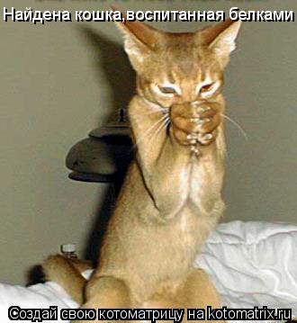 Найдена кошка,воспитанная белками... Котоматрица: Найдена кошка,воспитанная белками