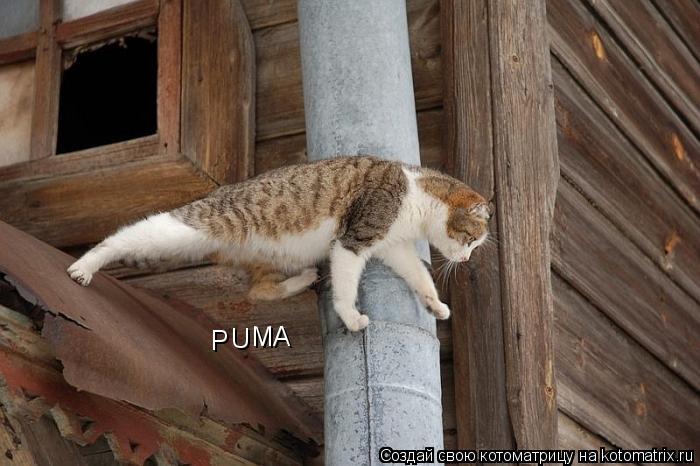Р U MA... Котоматрица: Р U MA