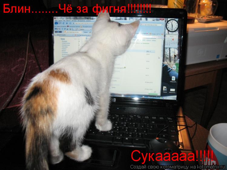 Блин........Чё за фигня!!!!!!!! Сукааааа!!!!!... Котоматрица: Блин........Чё за фигня!!!!!!!! Сукааааа!!!!!