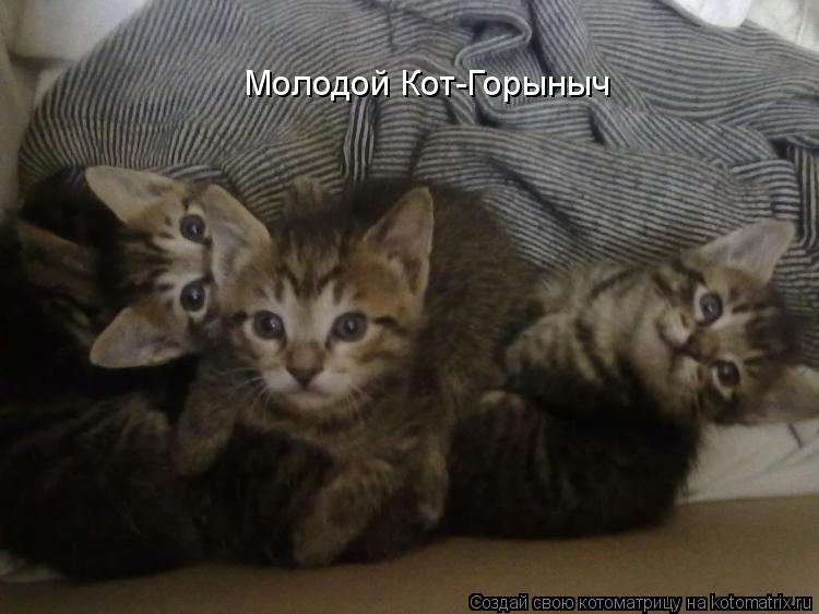 Молодой Кот-Горыныч... Котоматрица: Молодой Кот-Горыныч