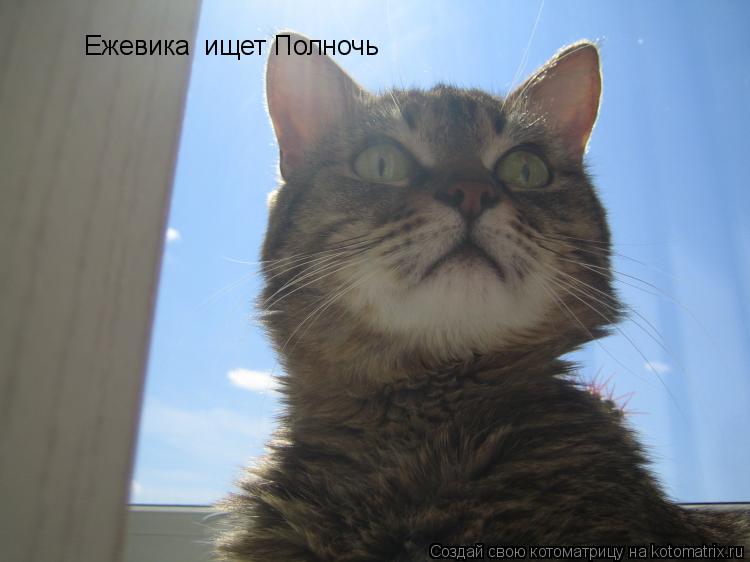 Ежевика ищет Полночь... Котоматрица: Ежевика ищет Полночь