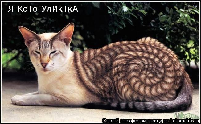 Я-КоТо-УлИкТкА... Котоматрица: Я-КоТо-УлИкТкА