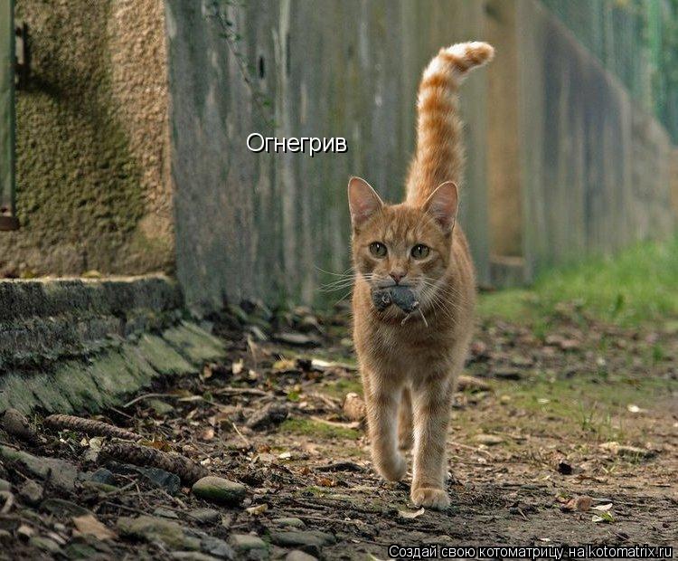 Огнегрив... Котоматрица: Огнегрив