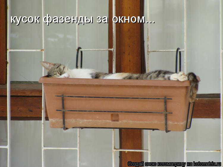 кусок фазенды за окном...... Котоматрица: кусок фазенды за окном...