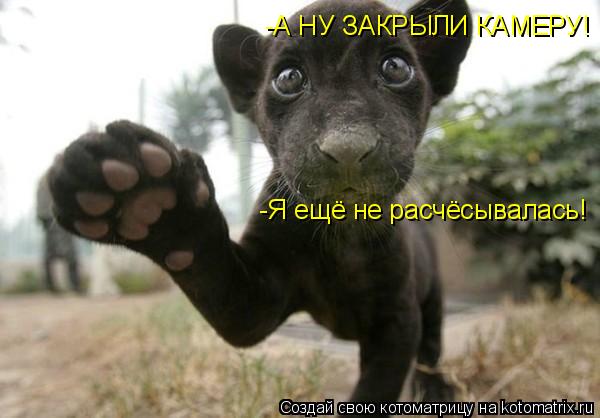 -А НУ ЗАКРЫЛИ КАМЕРУ! -Я ещё не расчёсывалась!... Котоматрица: -А НУ ЗАКРЫЛИ КАМЕРУ! -Я ещё не расчёсывалась!