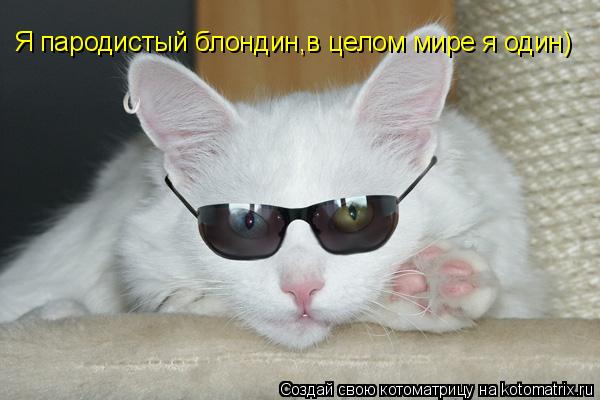Я пародистый блондин,в целом мире я один)... Котоматрица: Я пародистый блондин,в целом мире я один)