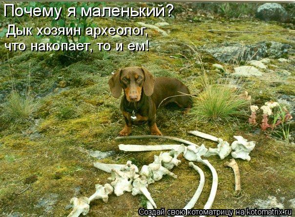Почему я маленький? Дык хозяин археолог, что накопает, то и ем!... Котоматрица: Почему я маленький? Дык хозяин археолог, что накопает, то и ем!