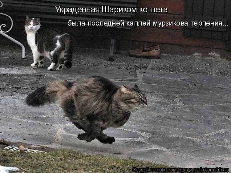 Украденная Шариком котлета была последней каплей мурзикова терпения...... Котоматрица: Украденная Шариком котлета была последней каплей мурзикова терпения...
