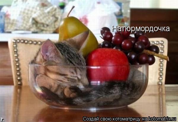 Натюрмордочка... Котоматрица: Натюрмордочка