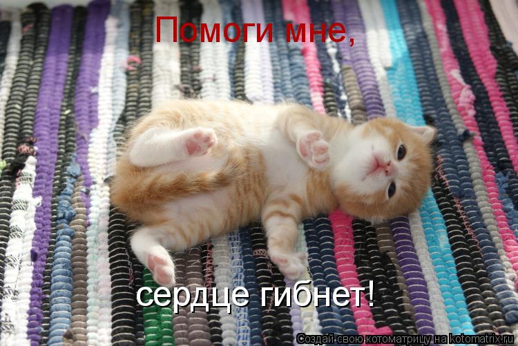 Помоги мне, сердце гибнет!... Котоматрица: Помоги мне, сердце гибнет!