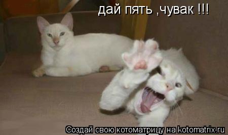 дай пять ,чувак !!!... Котоматрица: дай пять ,чувак !!!