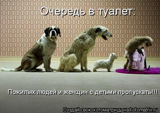 Очередь в туалет: Пожилых людей и женщин с детьми пропускать!!!... Котоматрица: Очередь в туалет: Пожилых людей и женщин с детьми пропускать!!!