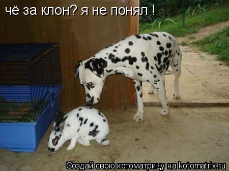 чё за клон? я не понял !... Котоматрица: чё за клон? я не понял !