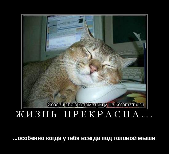 Жизнь прекрасна... ...особенно когда у тебя всегда под головой мыши... Котоматрица: Жизнь прекрасна... ...особенно когда у тебя всегда под головой мыши