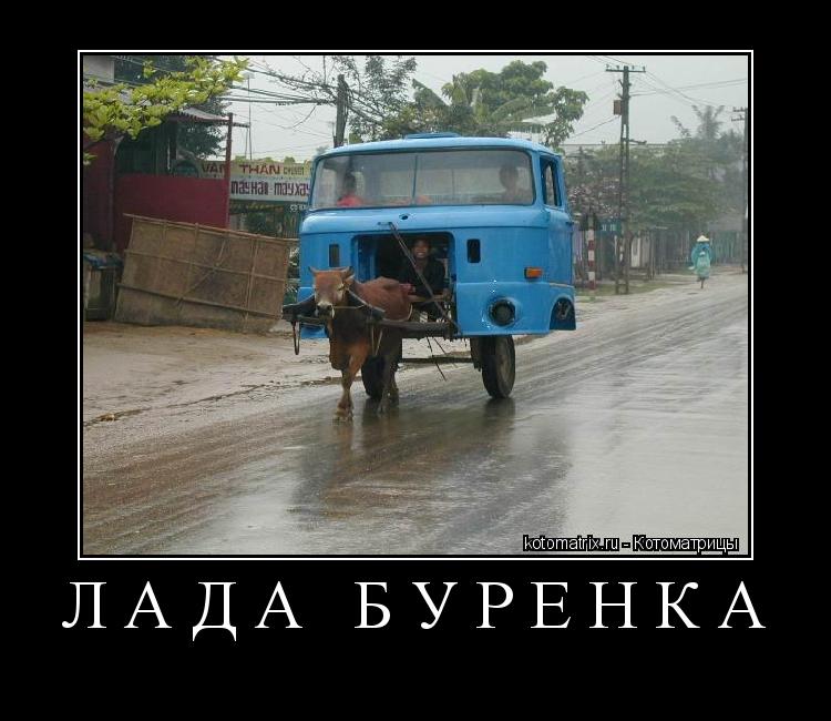 Лада Буренка ... Котоматрица: Лада Буренка