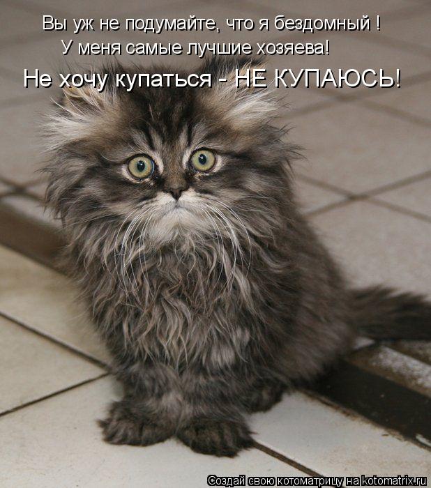 Вы уж не подумайте, что я бездомный ! У меня самые лучшие хозяева! Не хочу купаться - НЕ КУПАЮСЬ!... Котоматрица: Вы уж не подумайте, что я бездомный ! У меня самые лучшие хозяева! Не хочу купаться - НЕ КУПАЮСЬ!