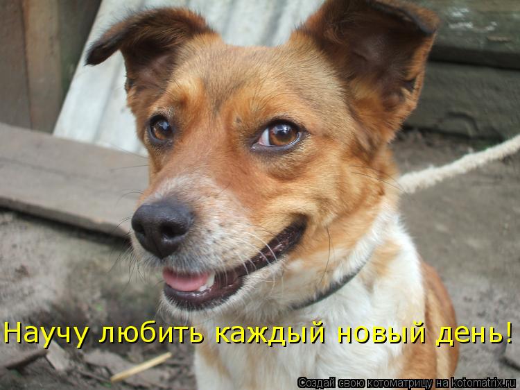 Научу любить каждый новый день!... Котоматрица: Научу любить каждый новый день!