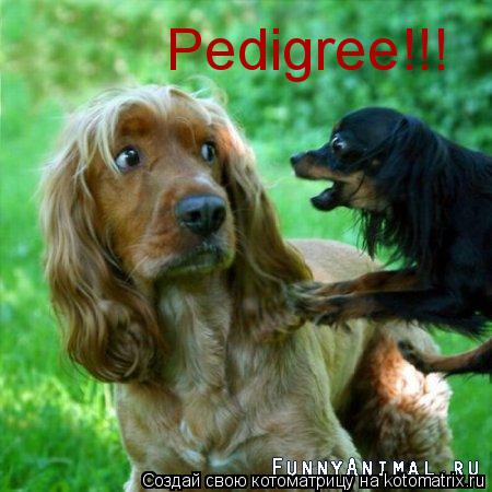 Pedigree!!!... Котоматрица: Pedigree!!!