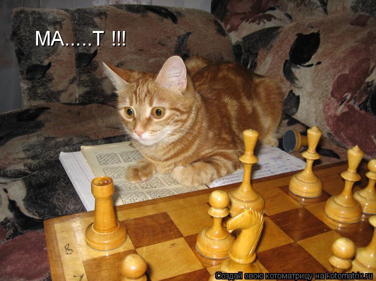 МА.....Т !!!... Котоматрица: МА.....Т !!!