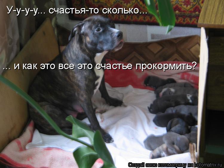 У-у-у-у... счастья-то сколько... ... и как это все это счастье прокормить?... Котоматрица: У-у-у-у... счастья-то сколько... ... и как это все это счастье прокормить?