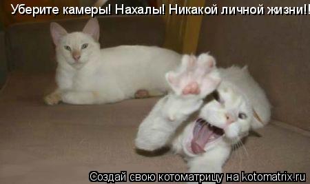 Уберите камеры! Нахалы! Никакой личной жизни!!!... Котоматрица: Уберите камеры! Нахалы! Никакой личной жизни!!!