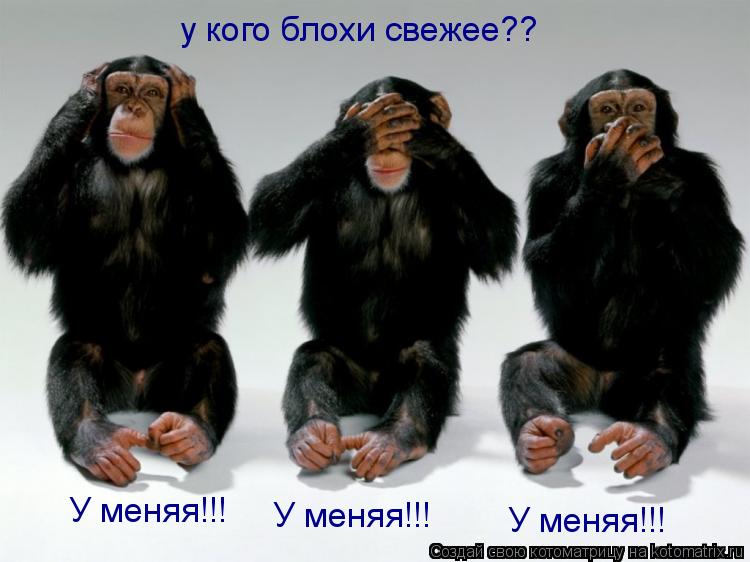 у кого блохи свежее?? У меняя!!! У меняя!!! У меняя!!!... Котоматрица: у кого блохи свежее?? У меняя!!! У меняя!!! У меняя!!!