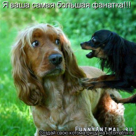Я ваша самая большая фанатка!!!... Котоматрица: Я ваша самая большая фанатка!!!