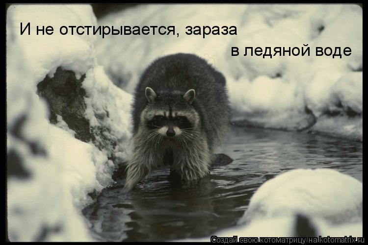 И не отстирывается, зараза в ледяной воде... Котоматрица: И не отстирывается, зараза в ледяной воде