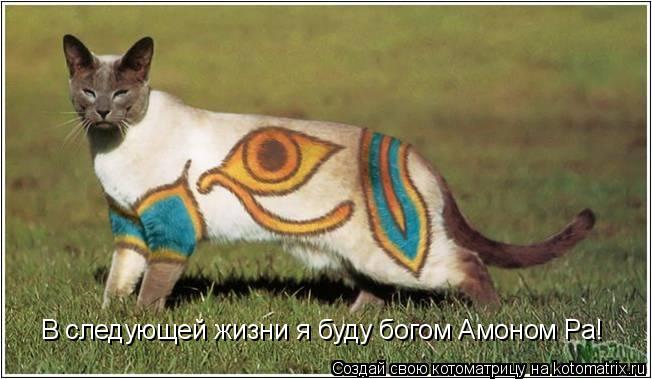 В следующей жизни я буду богом Амоном Ра!... Котоматрица: В следующей жизни я буду богом Амоном Ра!