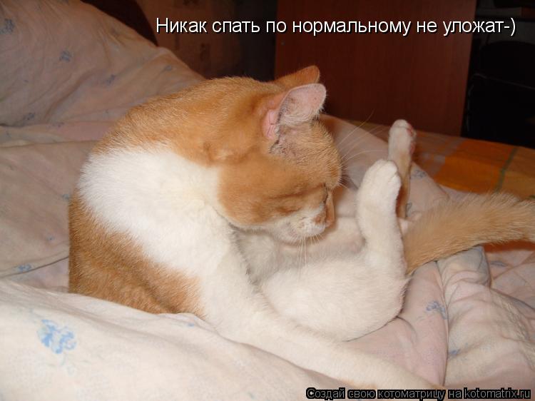 Никак спать по нормальному не уложат-)... Котоматрица: Никак спать по нормальному не уложат-)