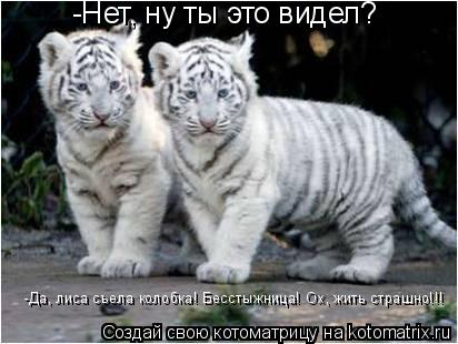 Котоматрица: -Нет, ну ты это видел? -Да, лиса съела колобка! Бесстыжница! Ох, жить страшно!!!