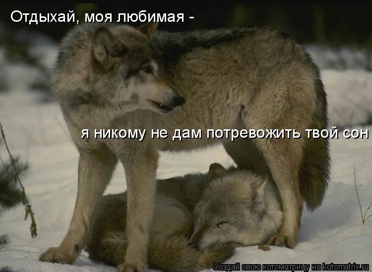 Отдыхай, моя любимая - я никому не дам потревожить твой сон... Котоматрица: Отдыхай, моя любимая - я никому не дам потревожить твой сон