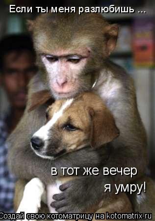 Если ты меня разлюбишь ... в тот же вечер я умру!... Котоматрица: Если ты меня разлюбишь ... в тот же вечер я умру!