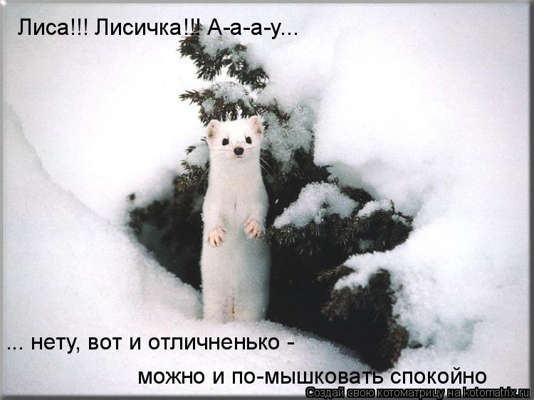 Лиса!!! Лисичка!!! А-а-а-у... ... нету, вот и отличненько - можно и по-мышковать спокойно... Котоматрица: Лиса!!! Лисичка!!! А-а-а-у... ... нету, вот и отличненько - можно и по-мышковать спокойно
