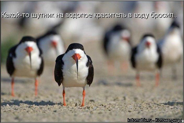 Какой-то шутник на водопое краситель в воду бросил..... Котоматрица: Какой-то шутник на водопое краситель в воду бросил..