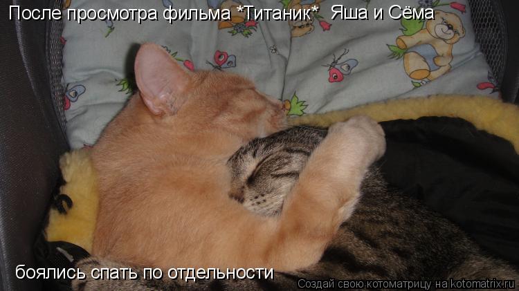 После просмотра фильма *Титаник* Яша и Сёма боялись спать по отдельности... Котоматрица: После просмотра фильма *Титаник* Яша и Сёма боялись спать по отдельности